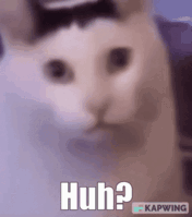 you wanted a cat gif, so here it is!